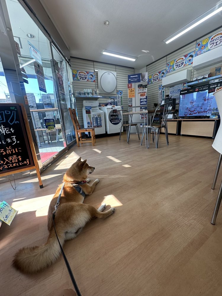 トミデンキ由宇店の店内と看板犬のうにちゃん